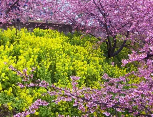Matsuda Cherry Blossom Festival