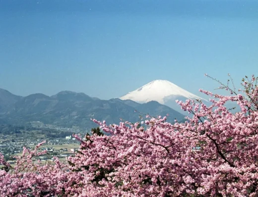 Matsuda Cherry Blossom Festival 2027 – Japan