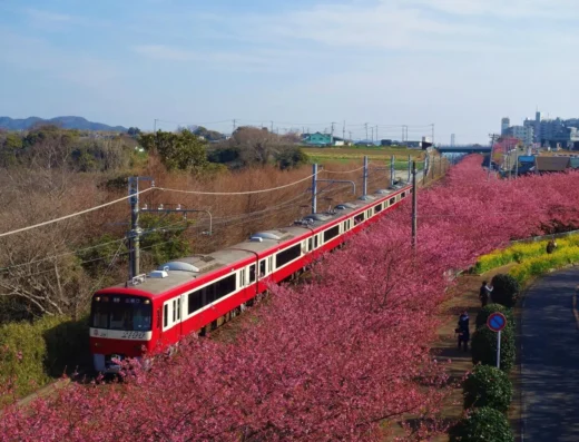 Miura Kaigan Cherry Blossom Festival