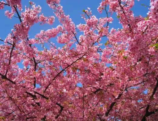 Miura Kaigan Cherry Blossom Festival 2027 – Japan