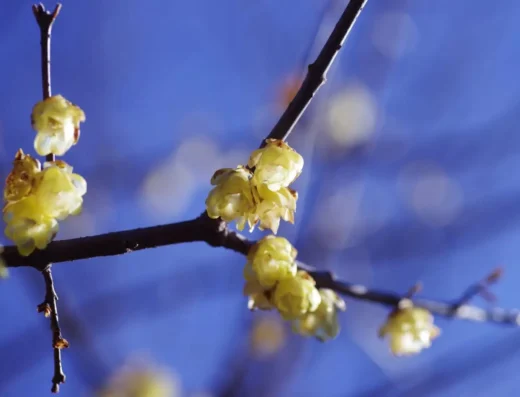 Matsuda Wintersweet Festival