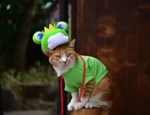 Matsumoto Frog Festival 2027 – Japan