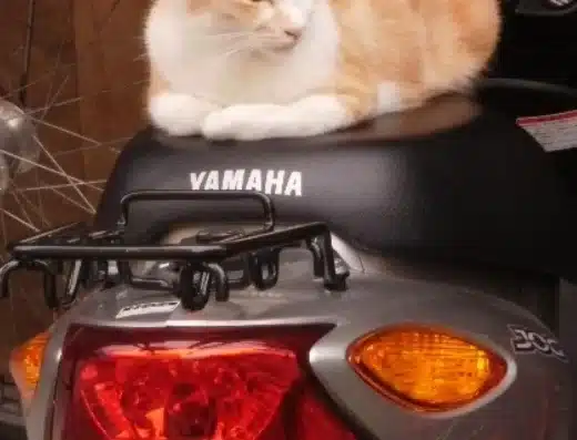 Nyaramachi Neko Art Festival 2027 – Nara, Japan