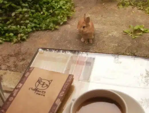 Nyaramachi Neko Art Festival 2027 – Nara, Japan