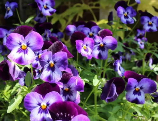 Nagaoka Flower Fair 2027 – Japan