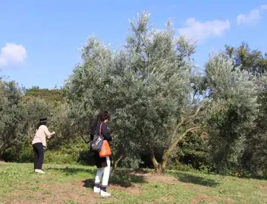 Ushimado Olive Harvest Festival