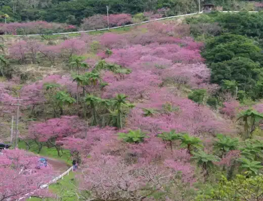 Motobu Yaedake Cherry Blossom Festival