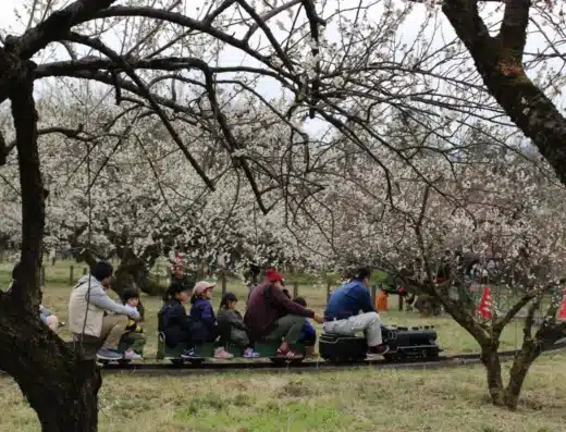 Ogose Plum Blossom Festival