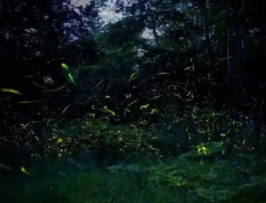 Firefly Viewing at Okawa Onsen Takegasawa Park
