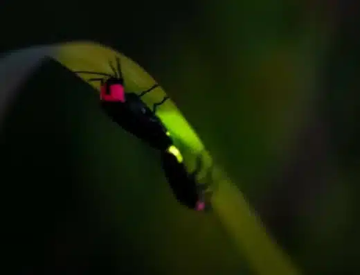 Firefly Viewing at Okawa Onsen Takegasawa Park 2027 – Higashi-Izu, Japan