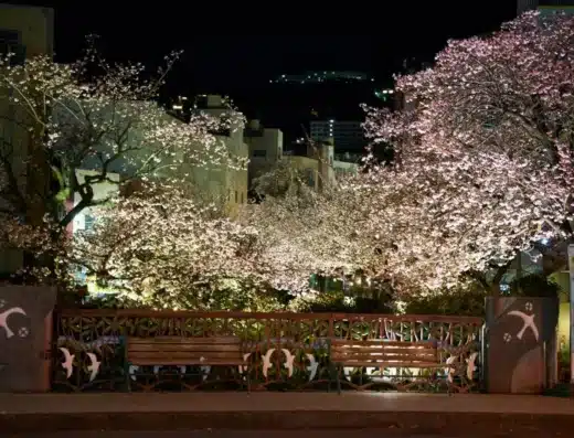 Itokawa Promenade Sakura Festival 2027 – Atami, Japan