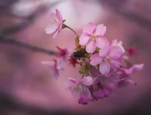 Kawazu Cherry Blossom Festival 2027 – Japan