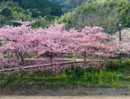 Kawazu Cherry Blossom Festival 2027 – Japan