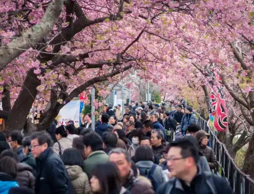 Kawazu Cherry Blossom Festival