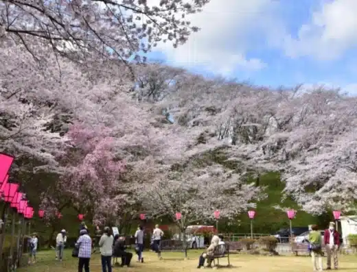 Mt. Konpira and Setogawa Cherry Blossom Festival 2027 – Fujieda, Japan