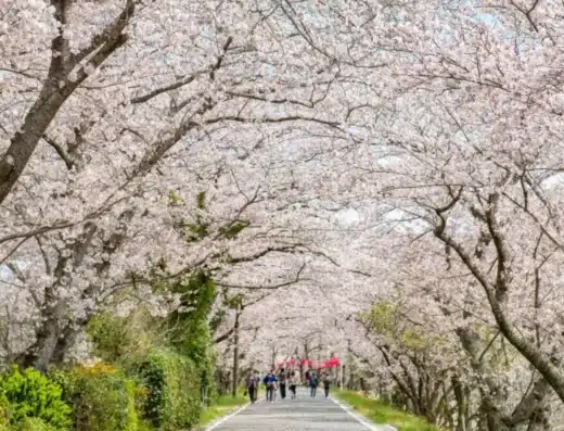 Mt. Konpira and Setogawa Cherry Blossom Festival 2027 – Fujieda, Japan