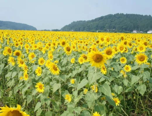 Mashiko Sunflower Festival 2027 – Japan