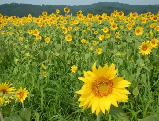 Mashiko Sunflower Festival