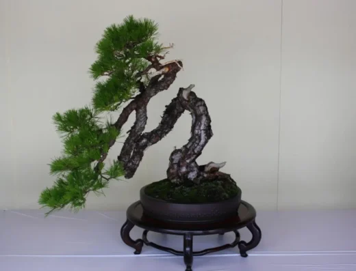 Bonsai & Suiseki at Meiji Shrine 2027 – Tokyo, Japan