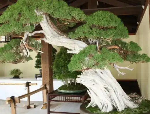 Bonsai & Suiseki at Meiji Shrine
