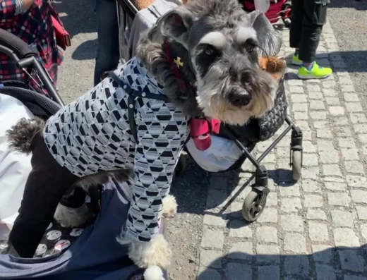 Dog Festival: Canine Fashion 2027 – Shibuya, Japan