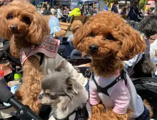 Dog Festival: Canine Fashion
