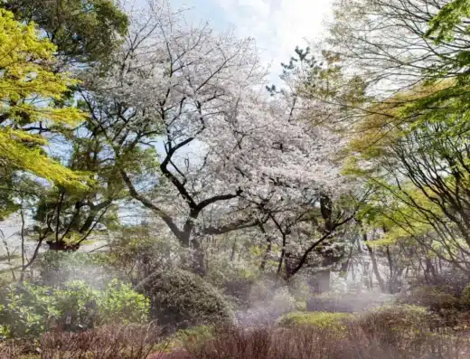 Gotenyama Sakura Festival 2027 – Tokyo, Japan