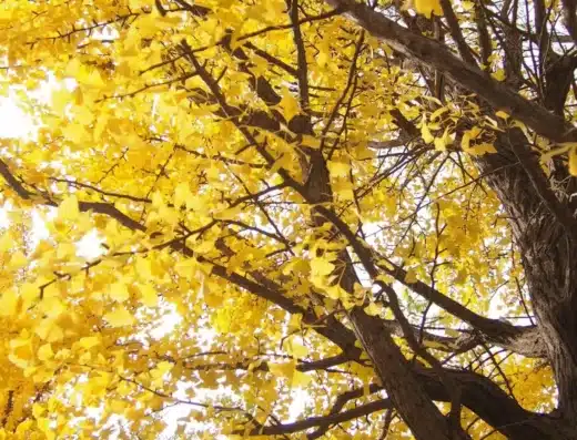 Hachioji Gingko Festival 2026 – Tokyo, Japan