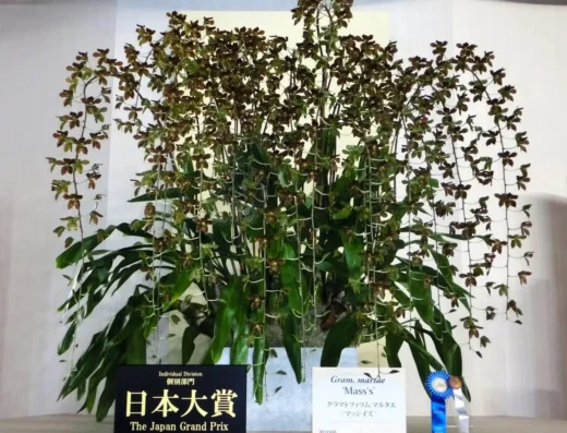 Japan International Orchid and Flower Show