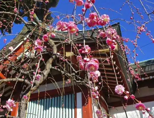Kameido Tenjin Shrine Plum Festival