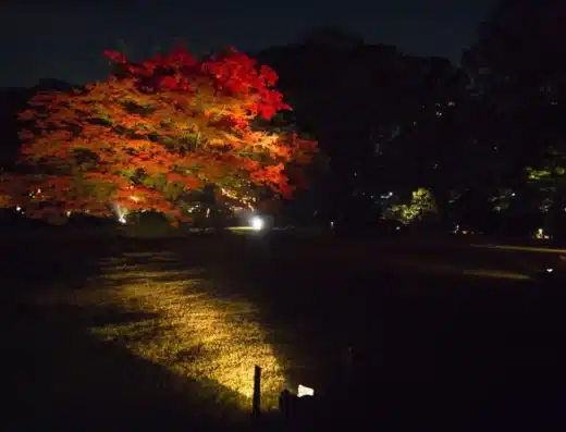 Rikugien Garden Autumn Illumination 2026 – Tokyo, Japan