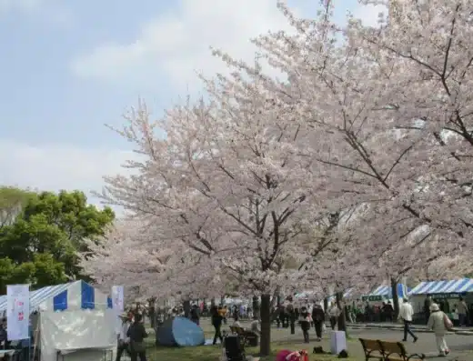 Toneri Park Senbonzakura Festival