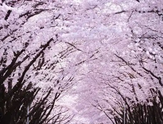 Yokota Air Base Sakura Spring Festival