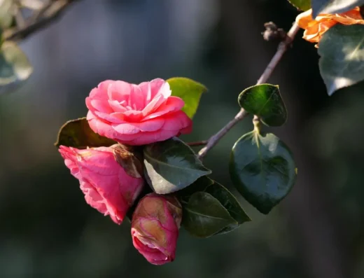 Hagi Camellia Festival
