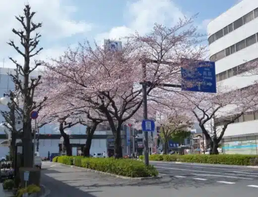 Hitachi City Cherry Blossom Festival 2027 – Japan
