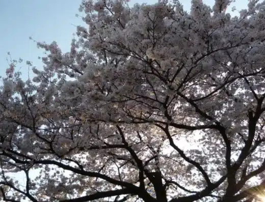 Hitachi City Cherry Blossom Festival 2027 – Japan