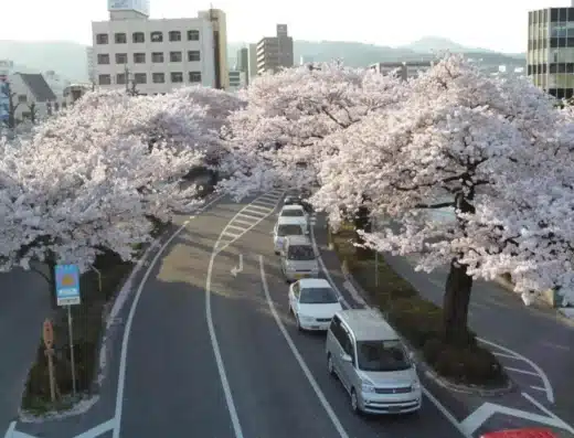 Hitachi City Cherry Blossom Festival
