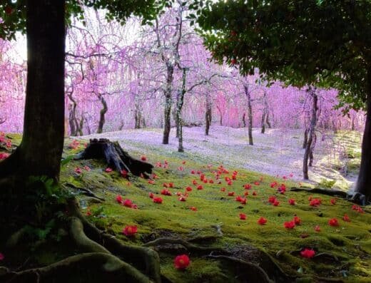 Weeping Plum and Camellia Festival 2027 – Kyoto, Japan