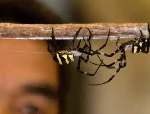Kajiki Spider Fighting Festival 2027 – Aira, Japan