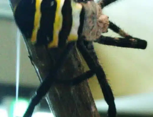 Kajiki Spider Fighting Festival 2027 – Aira, Japan