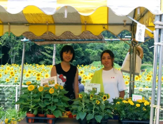 Zama Sunflower Festival 2027 – Japan