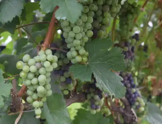 Echigo Winery Grape Festival 2027 – Uonuma, Japan