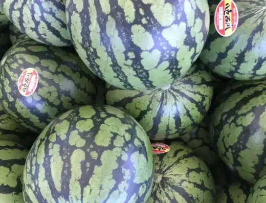 Yairo Watermelon Festival 2027 – Niigata, Japan