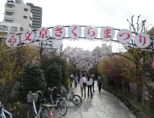 Bunkyo Cherry Blossom Festival 2027 – Tokyo, Japan