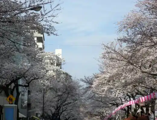 Bunkyo Cherry Blossom Festival